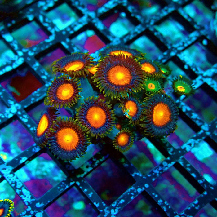 Ultra Zoas Frag