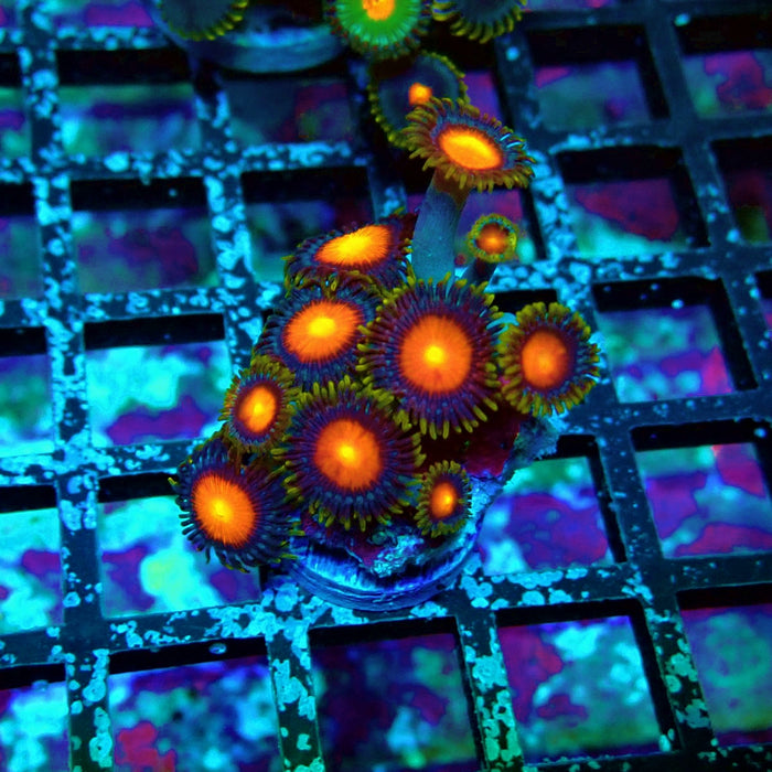 Ultra Zoas Frag