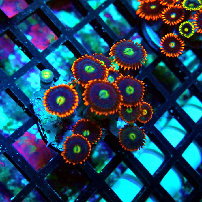 Ultra Zoas Frag
