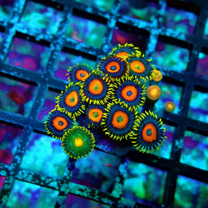 Ultra Zoas Frag