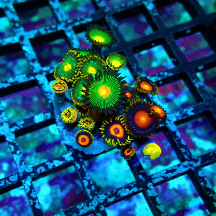 Ultra Zoas Frag