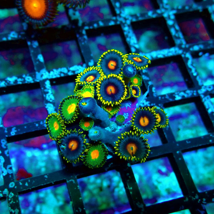 Ultra Zoas Frag