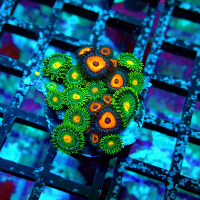 Ultra Zoas Frag