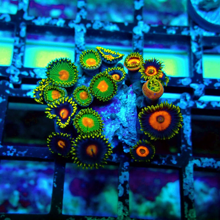 Ultra Zoas Frag