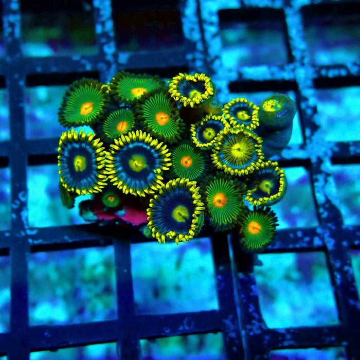 Ultra Zoas Frag