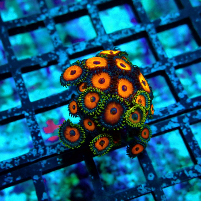 Ultra Zoas Frag