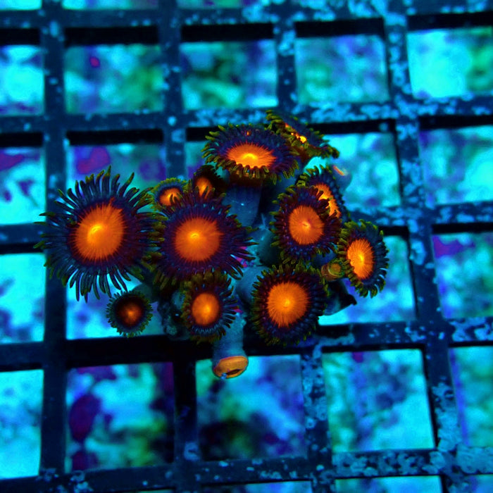 Ultra Zoas Frag