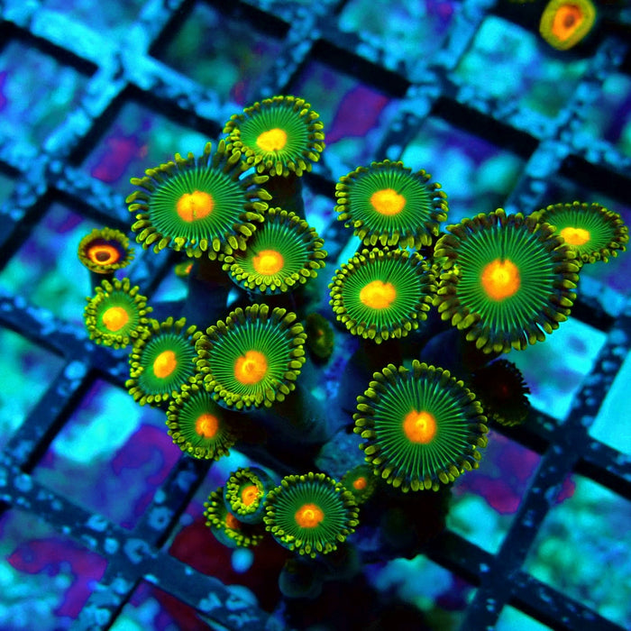 Ultra Zoas Frag