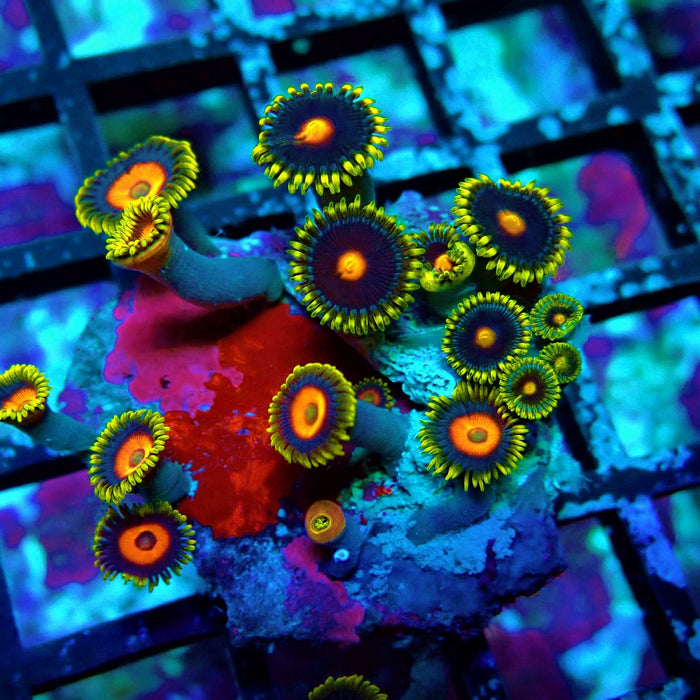 Ultra Zoas Frag