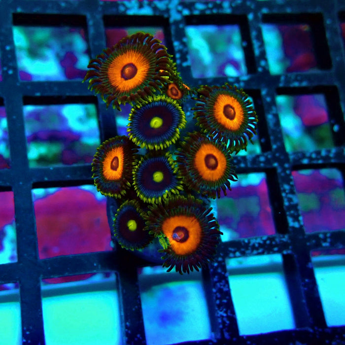 Ultra Zoas Frag
