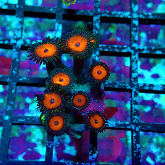 Ultra Zoas Frag