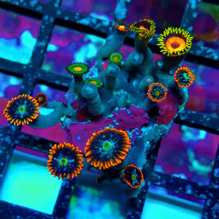 Ultra Zoas Frag