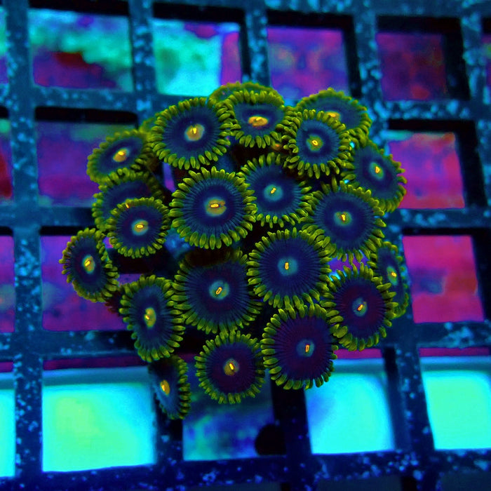 Ultra Zoas Frag