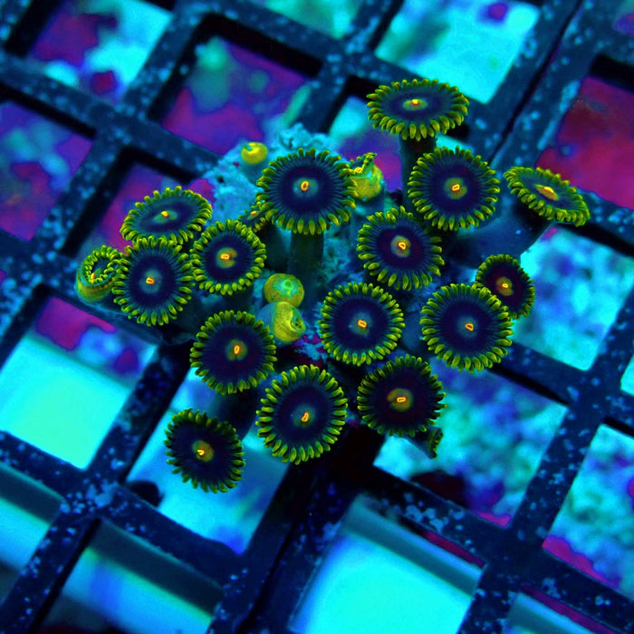 Ultra Zoas Frag