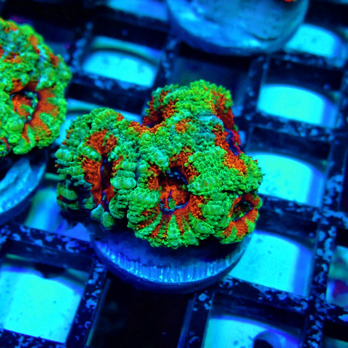 Acan Lord Coral Frag Ultra (24)