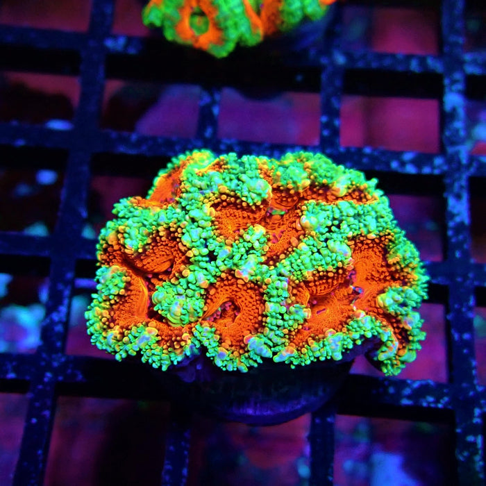 Acan Lord Coral Frag Ultra (23)