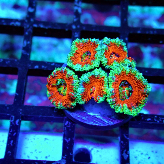 Acan Lord Coral Frag (18)