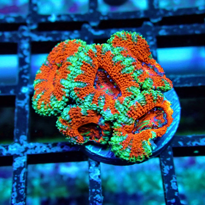 Acan Lord Coral Frag (17)