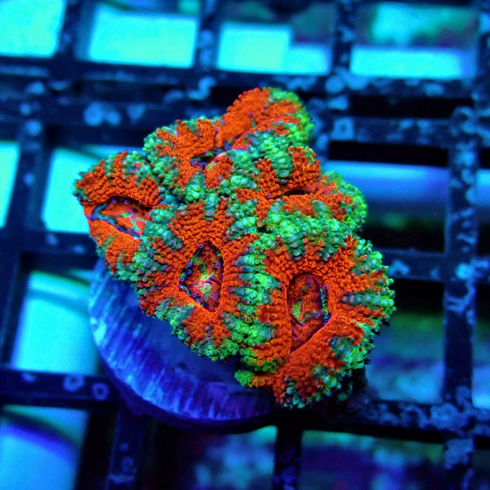 Acan Lord Coral Frag (17)