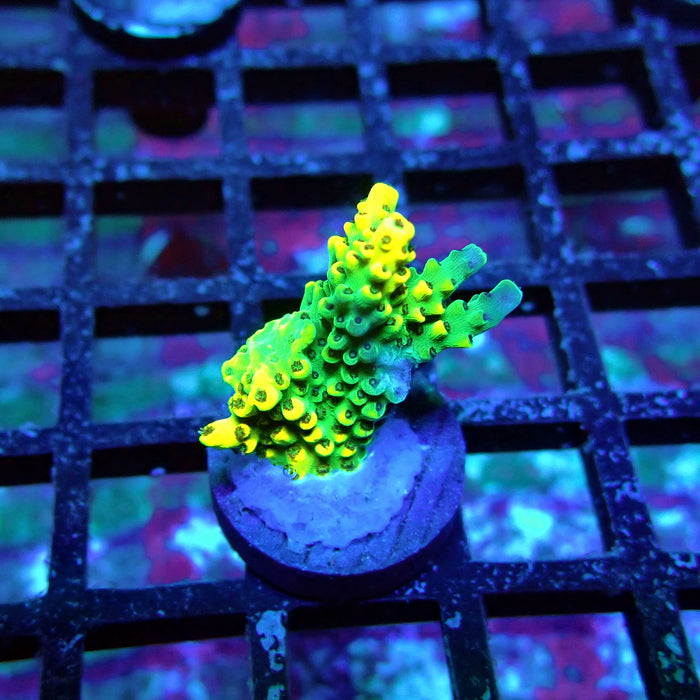 Yellow-Green Microclados Acro