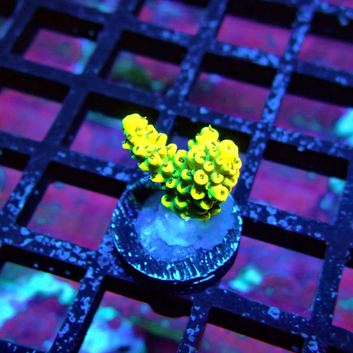 Yellow-Green Microclados Acro