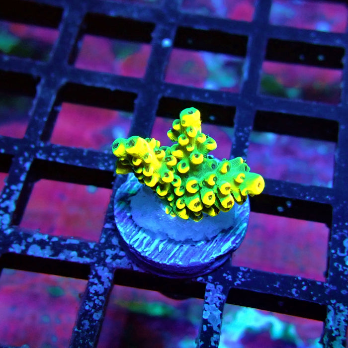 Yellow-Green Microclados Acro