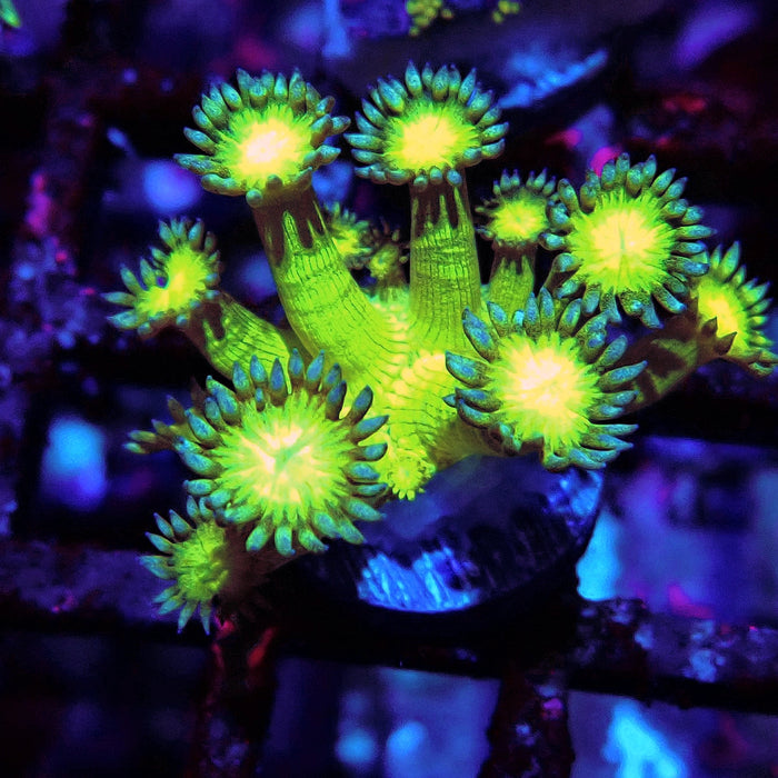 Metallic Green Goniopora Frag