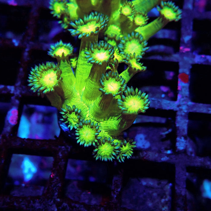 Metallic Green Goniopora Frag