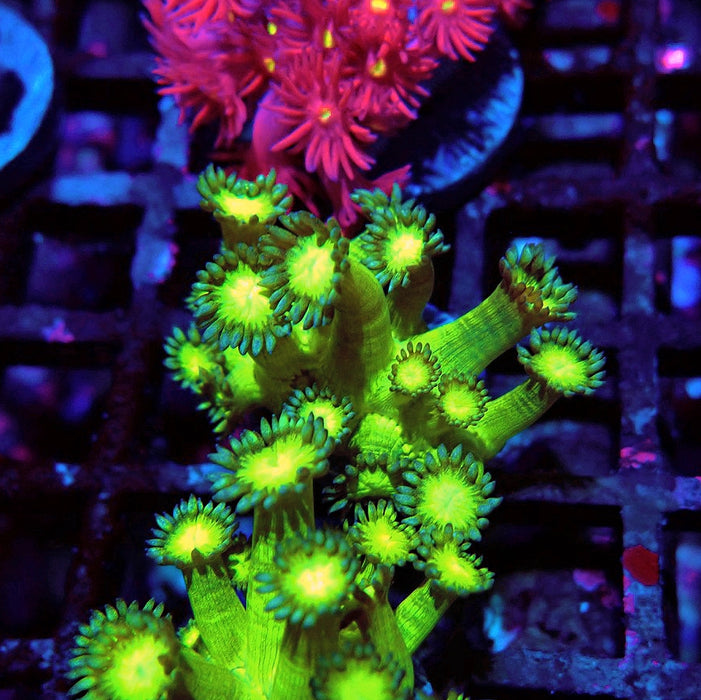 Metallic Green Goniopora Frag