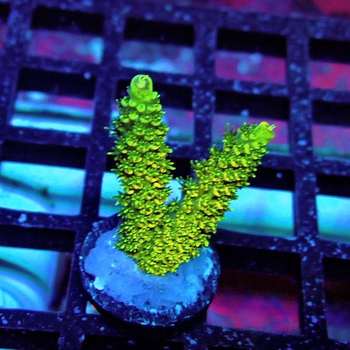 Sunset Millepora Acro