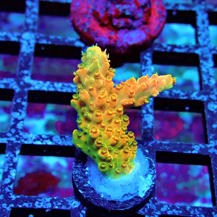 TGC Orange Creamsicle Acro