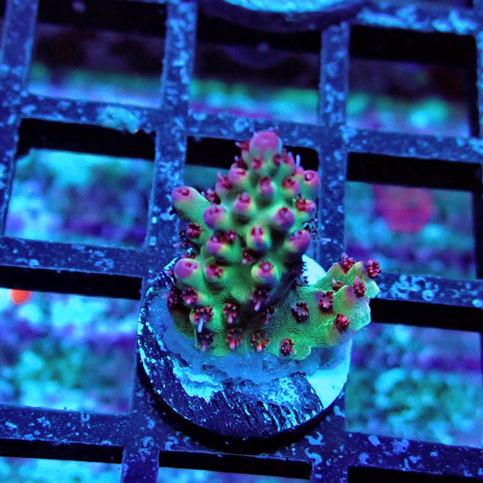 Pink Tips Acro