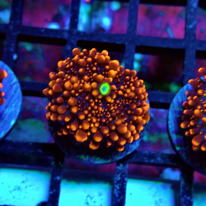 Fiery Ricordea Yuma Mushroom