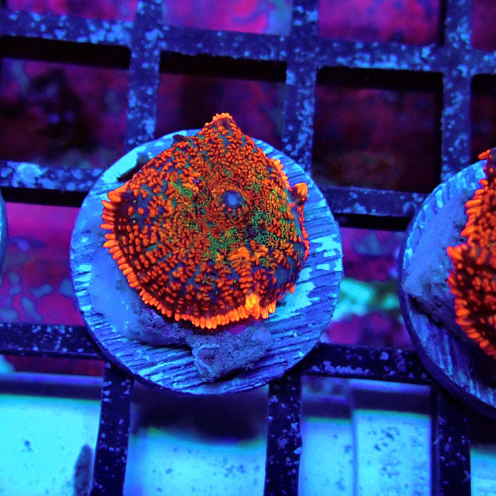 Red Rainbow Mushroom
