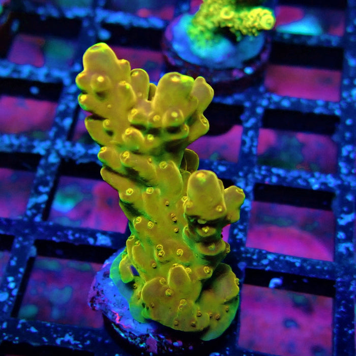Golden Phoenix Acro