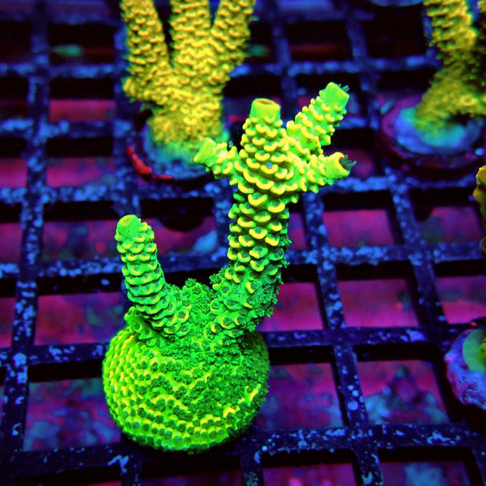 Sunset Millepora Acro