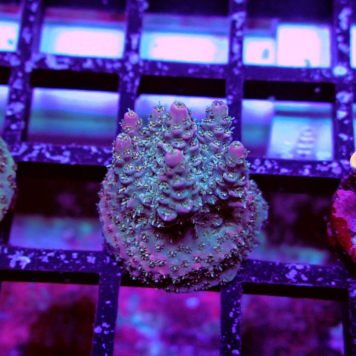 REx Quadricolor Mille Acro