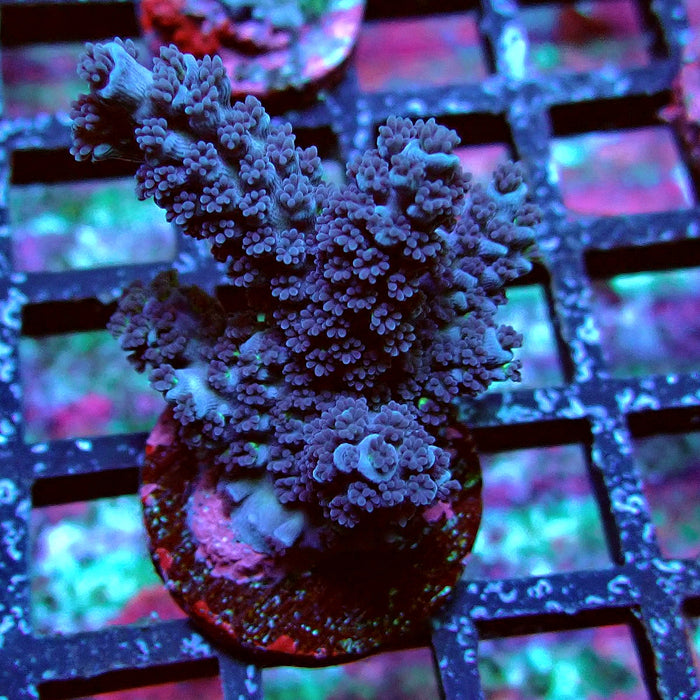 Black Acro