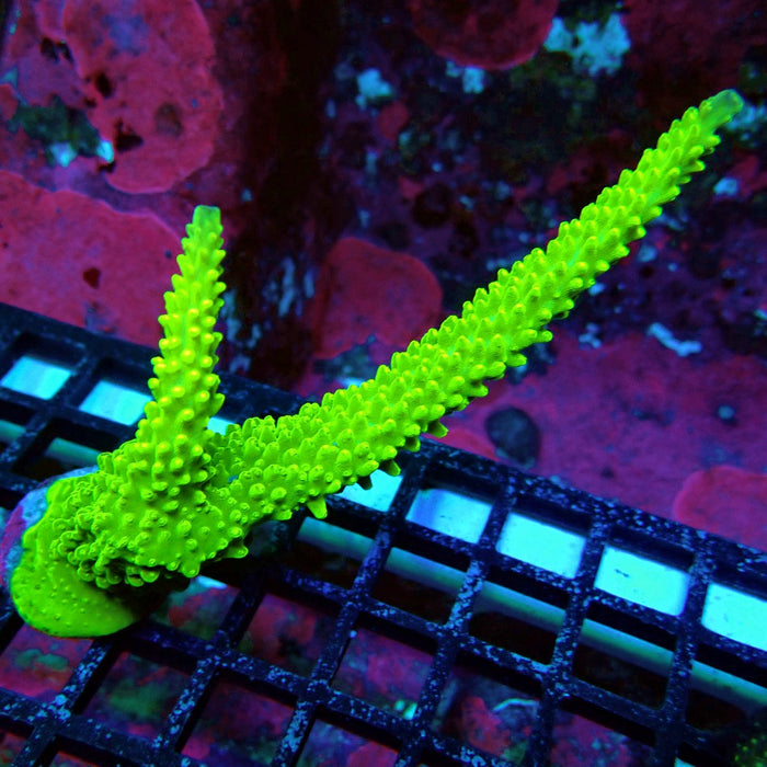 Aquaculture Frag Acro