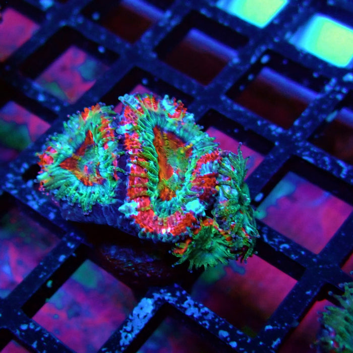 Acan Lord Coral Frag (3)