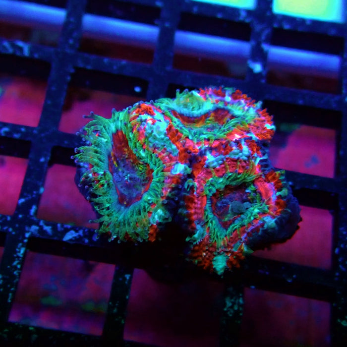 Acan Lord Coral Frag (3)