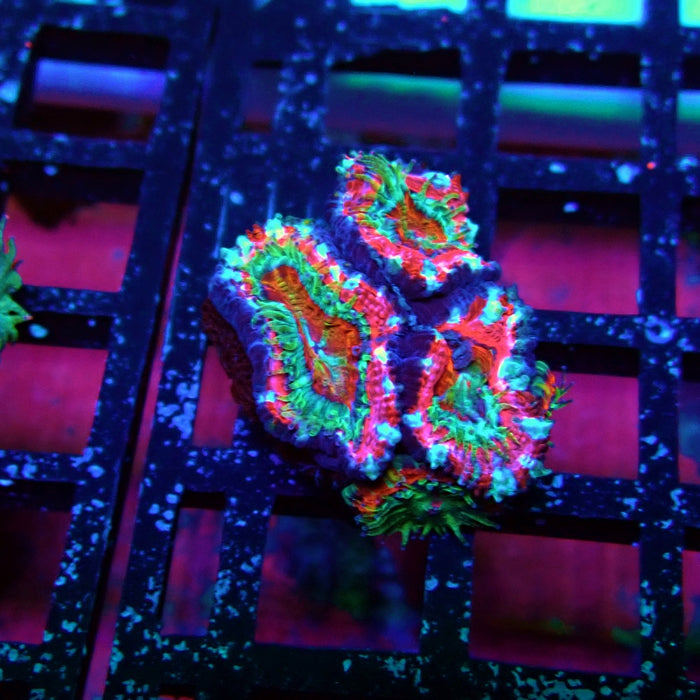 Acan Lord Coral Frag (3)