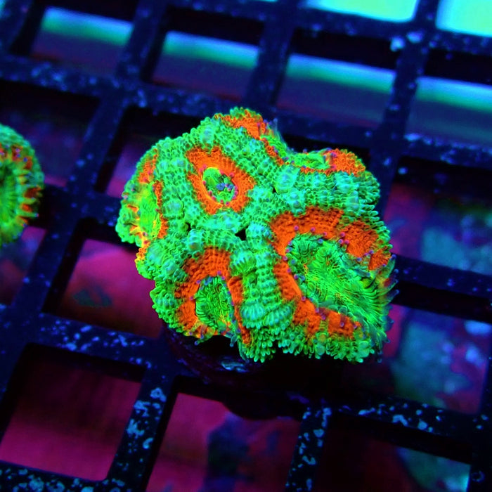 Acan Lord Coral Frag (4)