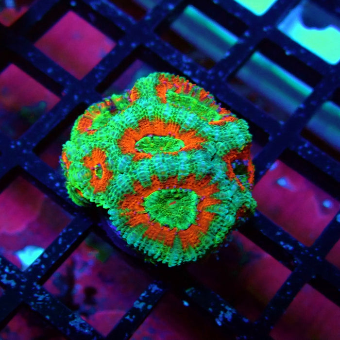 Acan Lord Coral Frag (4)