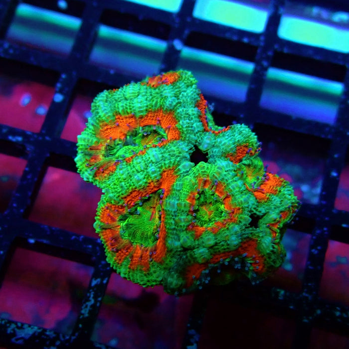 Acan Lord Coral Frag (4)