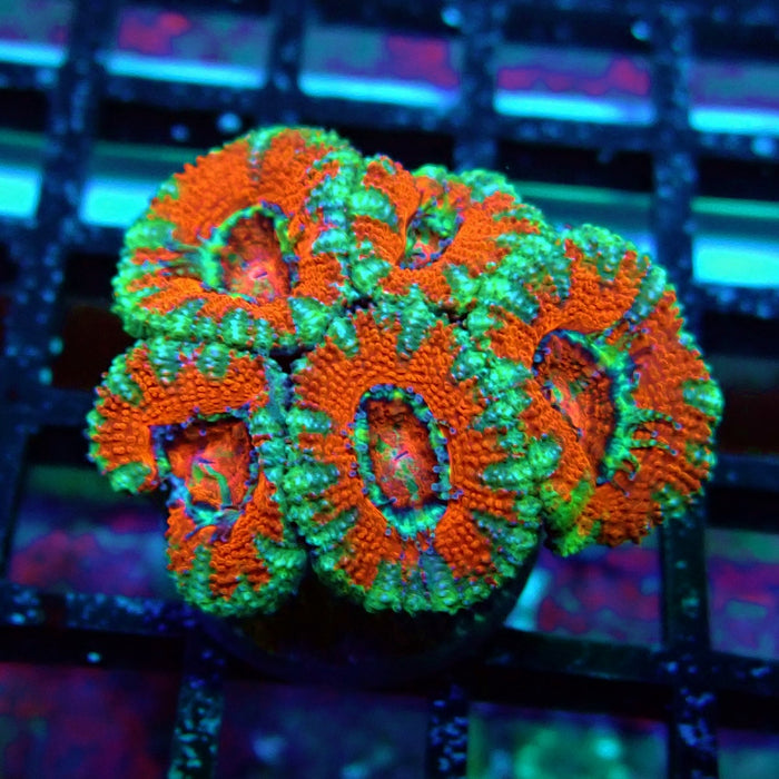 Acan Lord Coral Frag (5)