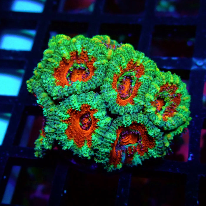 Acan Lord Coral Frag (6)
