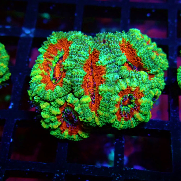 Acan Lord Coral Frag (6)