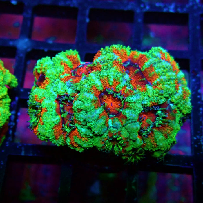 Acan Lord Coral Frag (6)