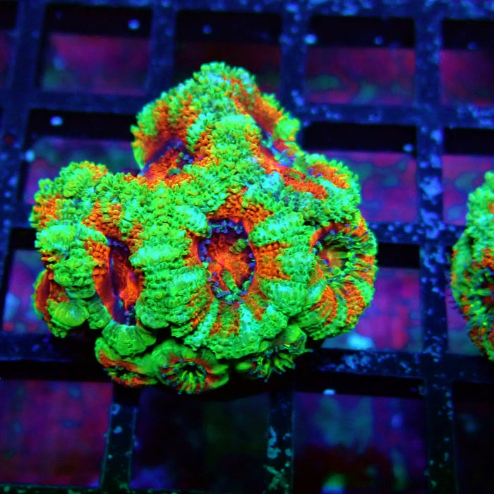 Acan Lord Coral Frag (6)